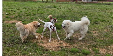 Four dogs playing together on a grassy field.