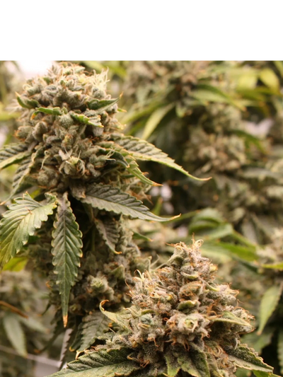 Lime Skunk flower