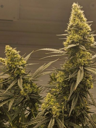 Green Crackers flower