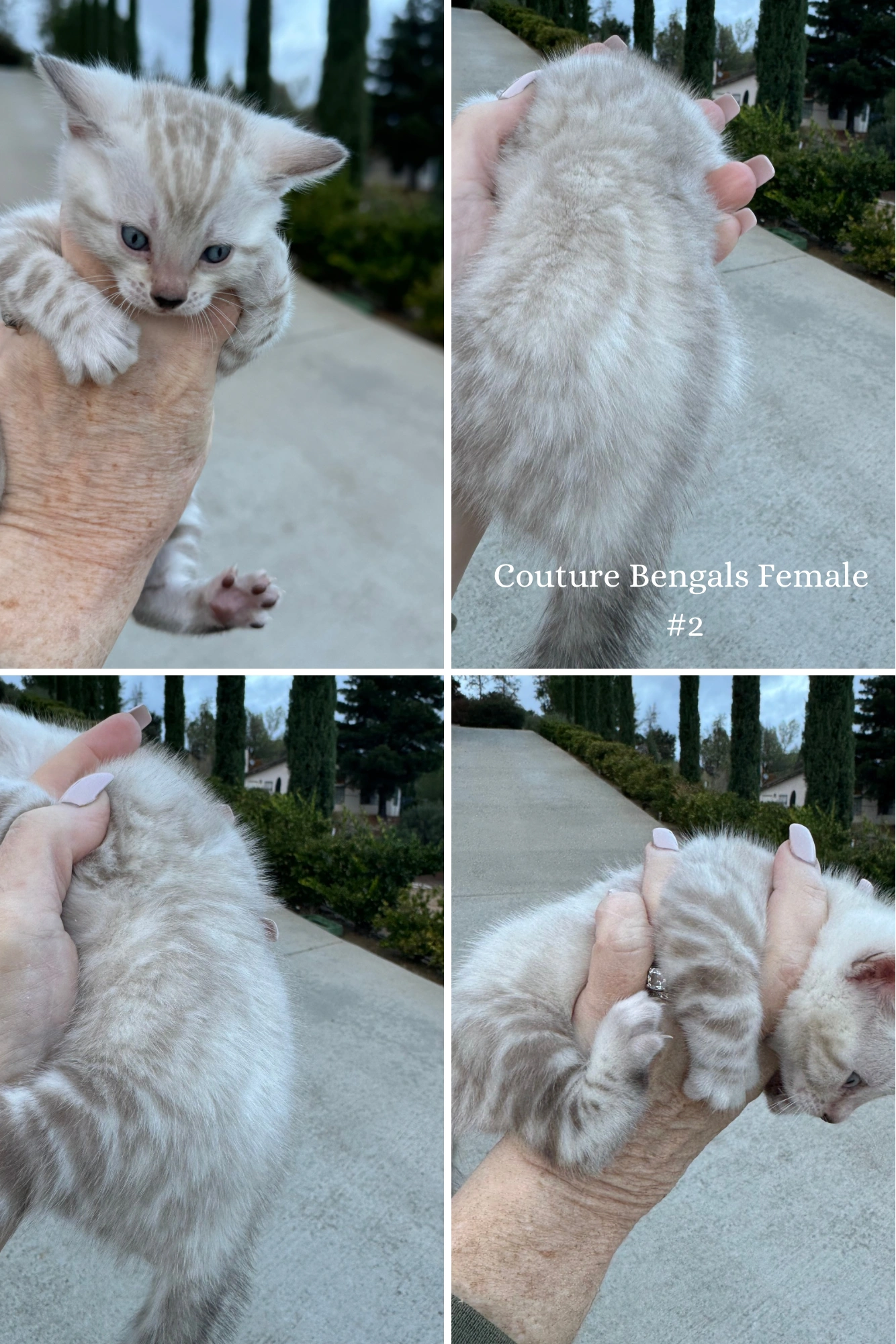 cats bengal kitten snow lynx bengals  female