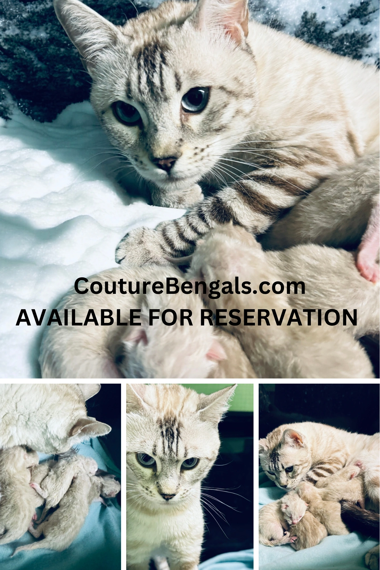 cats bengal kitten snow lynx bengals 