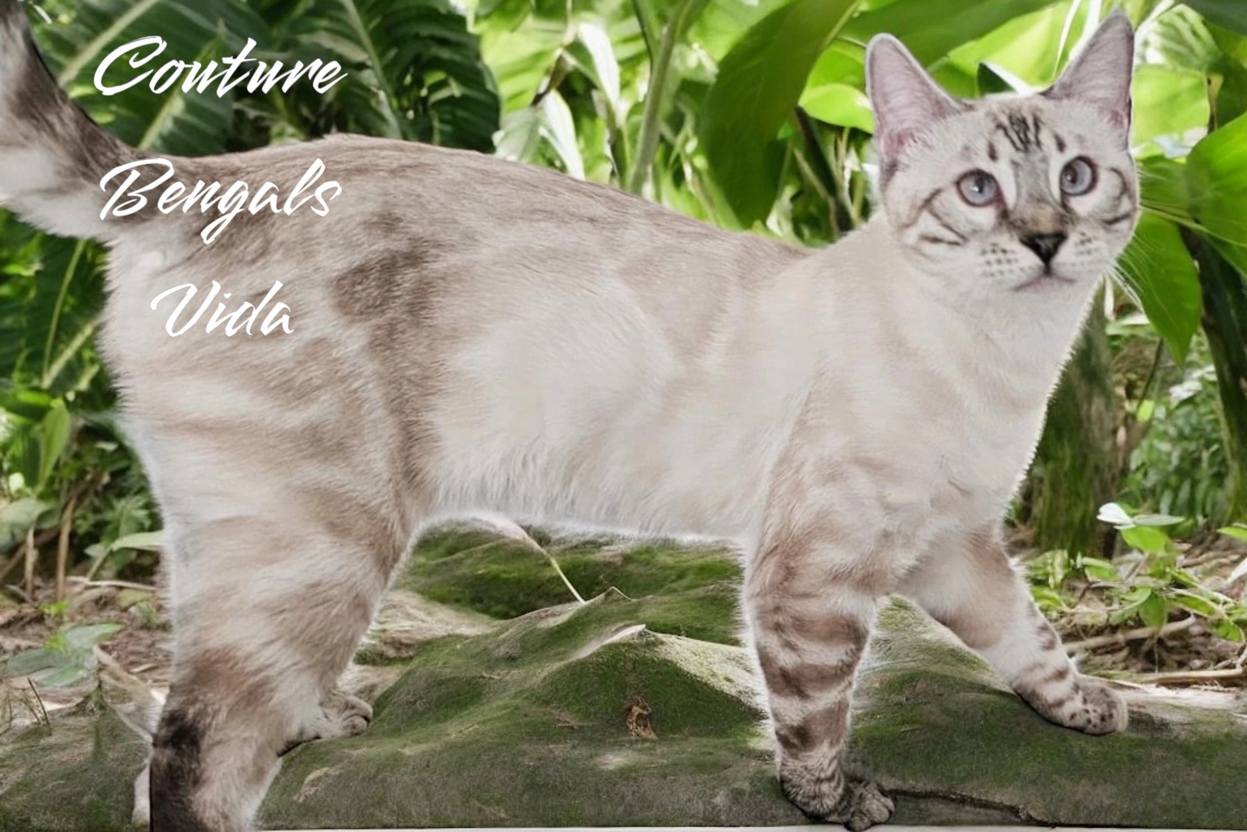 Silver Bengal female. 