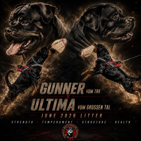 Two aggressive Rottweilers with training harnesses and bite sleeves, featuring Gunner and Ultima.