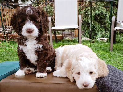 Labradoodle puppies for sale near King County, WA