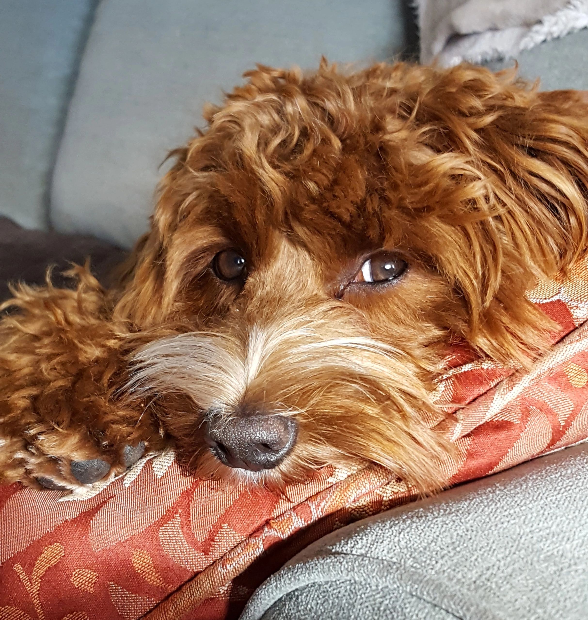 mini australian labradoodle puppies