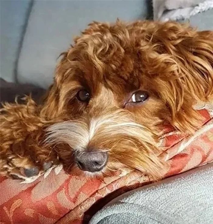 A Labradoodle puppy waiting for a home near Seattle, WA
