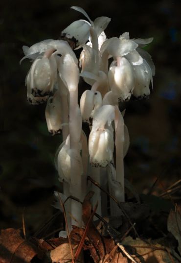 Cluster of white Indian pipe flowers in dark forest.