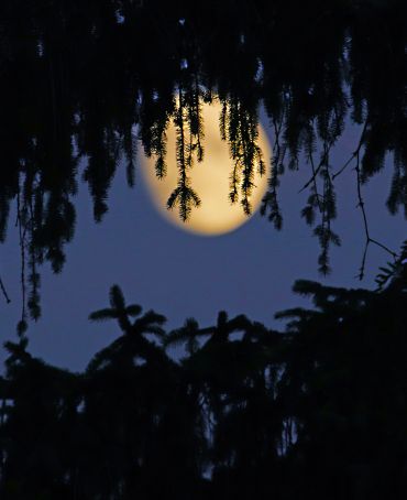 Full moon viewed through pine tree branches.