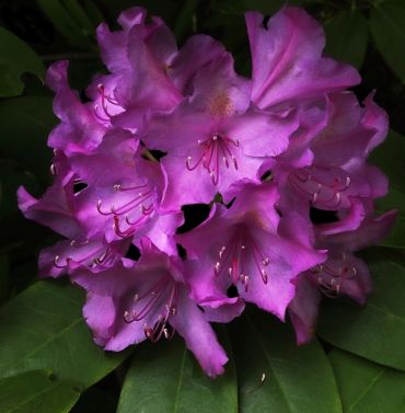 Cluster of vibrant purple rhododendron flowers.