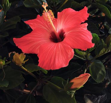 Bright red hibiscus flower with buds and green leaves.