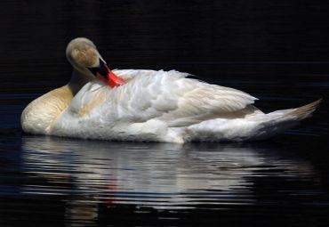 A swan preening its feathers on calm water.