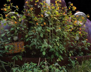 Old car overgrown with plants and flowers.
