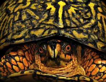 Close-up of a turtle's face and patterned shell.