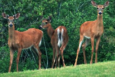Three deer standing on grass near bushes.