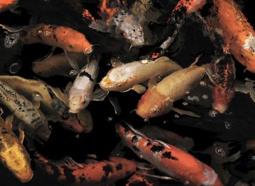 Colorful koi fish swimming in dark water.