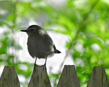 Small bird perched on a wooden fence.