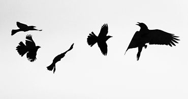 Silhouettes of birds flying against a white sky.