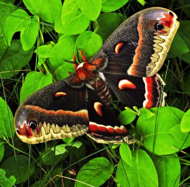 Colorful moth resting on green leaves.