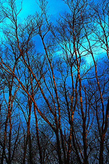 Bare tree branches against a blue sky.