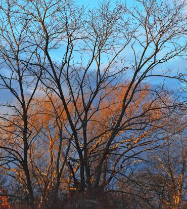 Bare trees against a blue sky at sunset.
