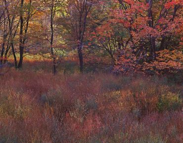 Autumn forest with colorful foliage and grass.