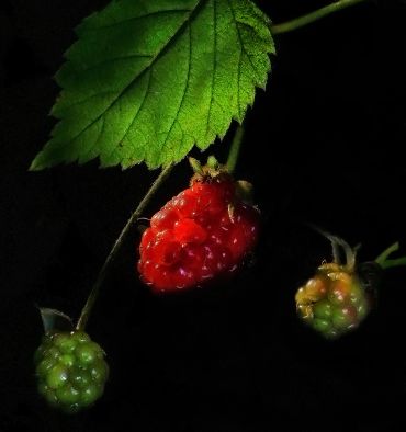 Ripening raspberries growing on a plant.