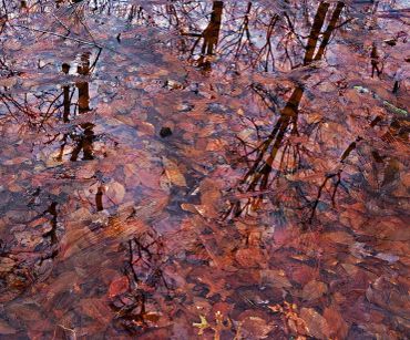 Reflections of trees in water with fallen autumn leaves.