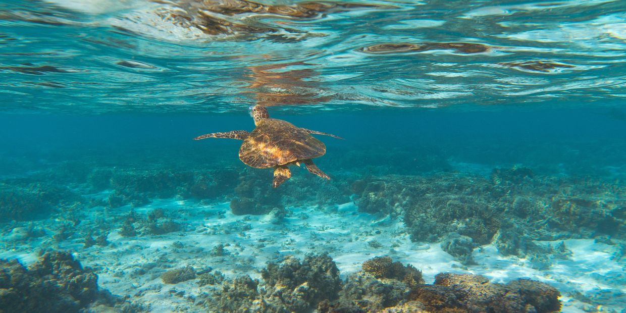 Turtle on the Great Barrier Reef