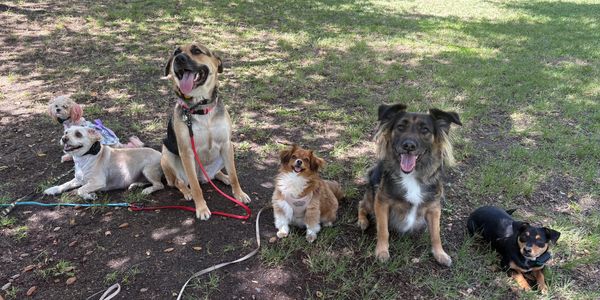 Six dogs sitting and lying on grass in a sunny park, some with leashes.