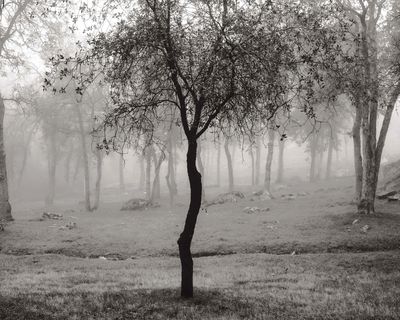 A foggy forest with bare trees and grass.