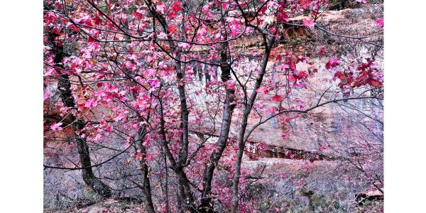 Vibrant pink tree blooming near rocky cliff.