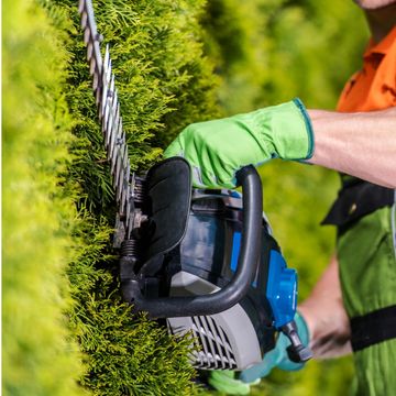 Hedge trimming 