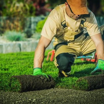 laying ready lawn 