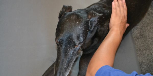 Galen Myotherapy / Canine Massage West Sussex 