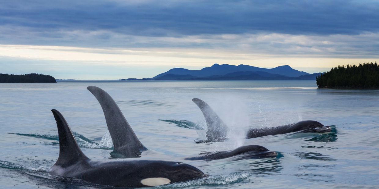 Orcas swimming near a serene coastline under a cloudy sky.
