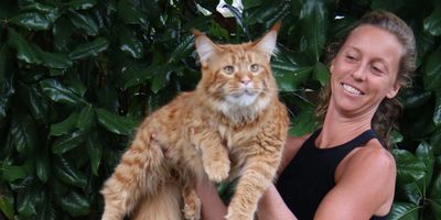 Maine coon kittens for sale in Atlanta, Georgia