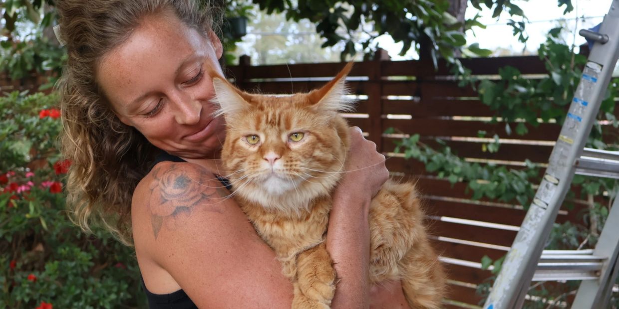 Maine coon kittens for sale in Atlanta, Georgia