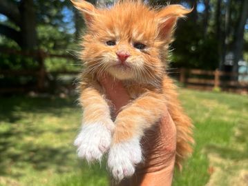 Maine coon kittens for sale in Atlanta, Georgia 