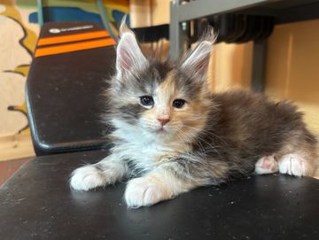 Maine coon kittens for sale in Atlanta, Georgia 