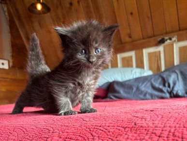 Maine coon kittens for sale