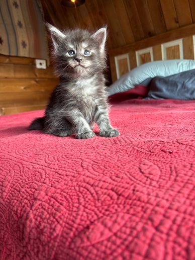 Maine coon kittens for sale
