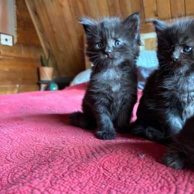 Maine coon kittens for sale in Georgia