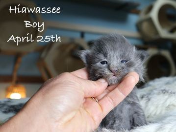 Maine coon kittens for sale in Atlanta, Georgia