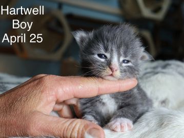 Maine coon kittens for sale in Buford, Georgia