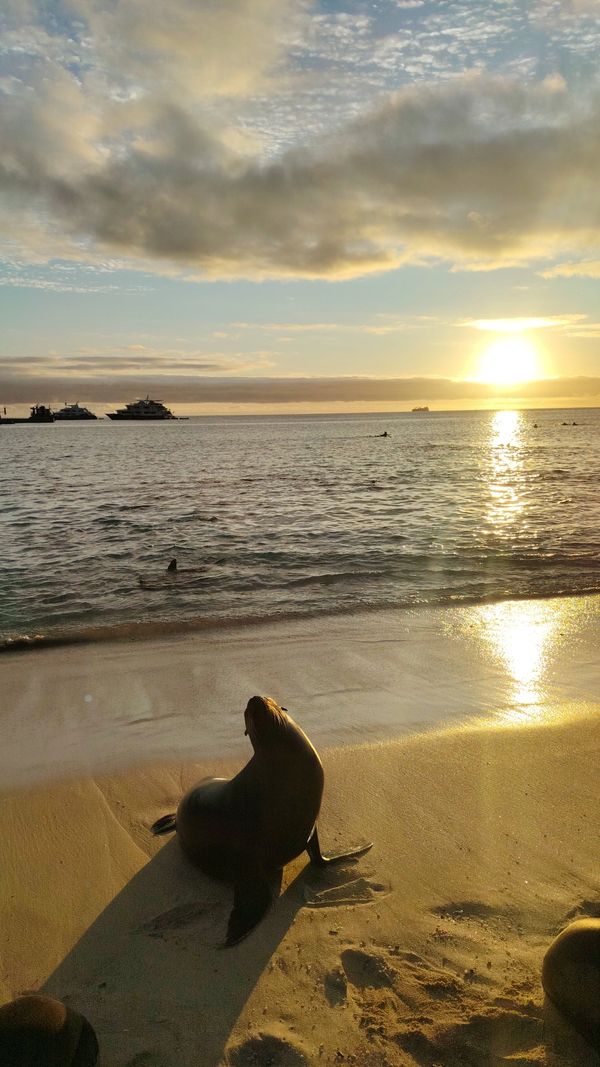 Lobos Marinos -  Isla San Cristobal 