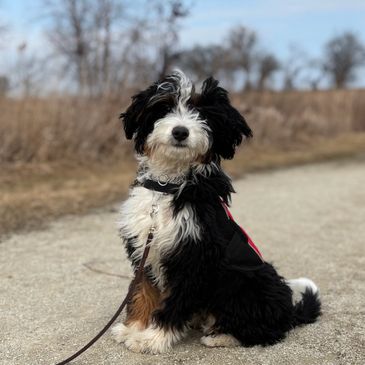 Fluffy black and white dog sitting on a gravel path outdoors.