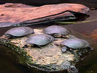 Adult spotted turtle showing characteristic yellow spots on dark shell
