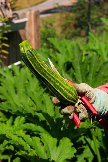 Gloved hand holding freshly picked striped zucchini.