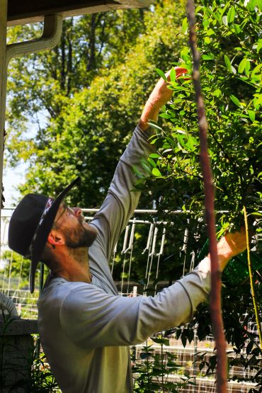 Man in a hat harvesting fruit from a tree.