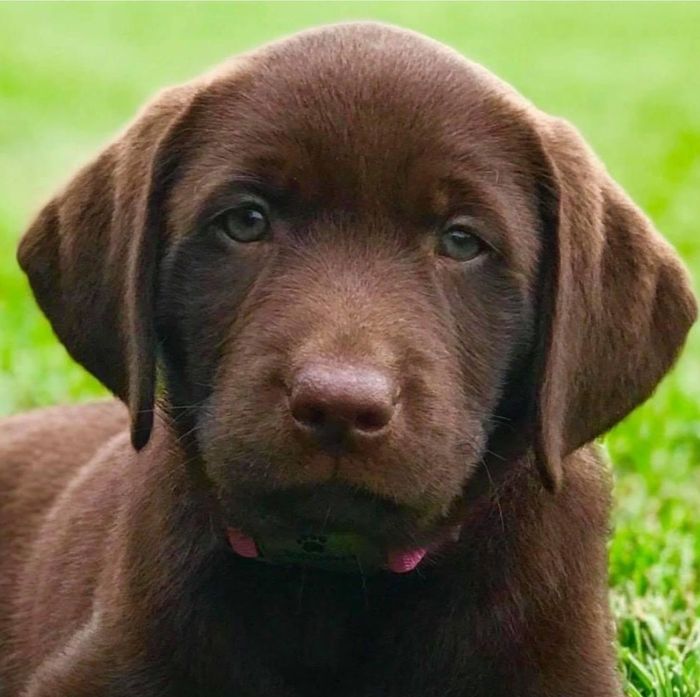 happy chocolate lab puppy